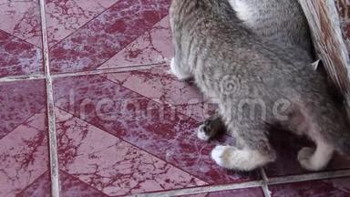 猫宝宝灰色塔比可爱躺在瓷砖地板上，两只动物在背景上